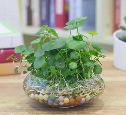 绿萝|越来越多人不养绿萝吊兰了,现在都流行这种植物新宠,好养又漂亮