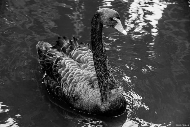 虞欢|天鹅戏水诗词12首:十面来风碧水清，绒鹅双嬉苇生情