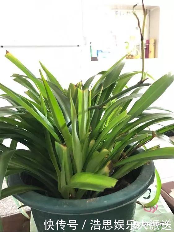 花友|用好3招，吊兰马上抽条长新叶，还呼呼开花！