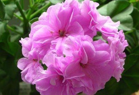 养花就养“它”,“插土”就活,花开似玫瑰,比菊花好养,开90天