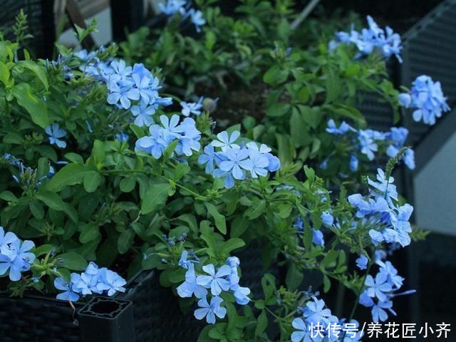 植物|七月适合种啥花？就是这4种花，能持续开花到冬季，关键是好养