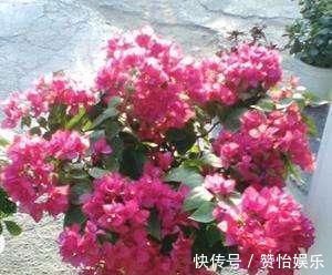 7种花,就得穷养,用破盆,少浇水,丢阳台,越长越旺
