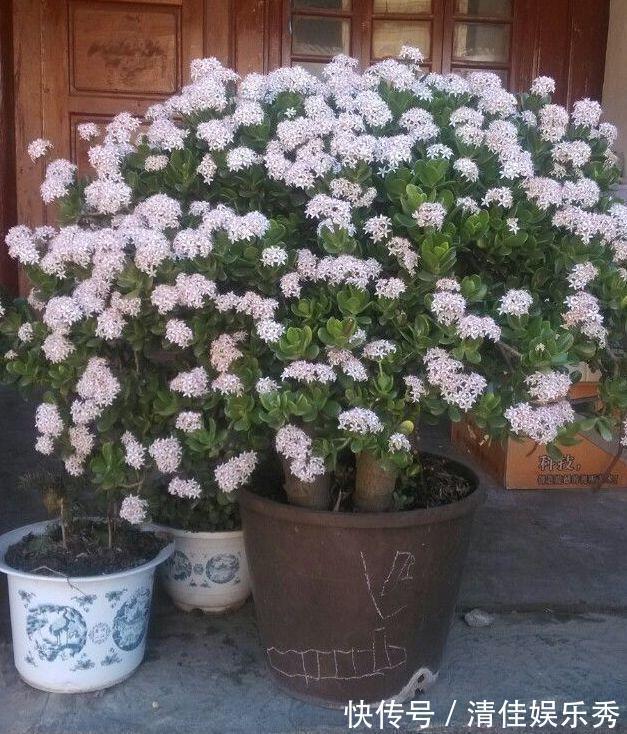 吉祥花|3种“老花树”,能活一百年,冬天不怕冷,开满“吉祥花”