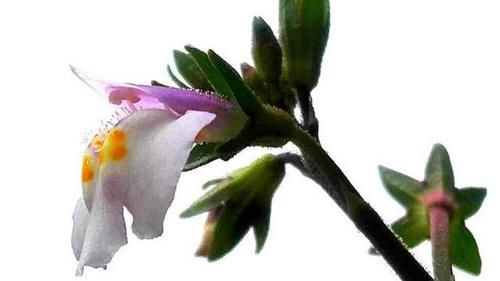 这草在通向泉水的地方生长，无声无息开出多彩的小花