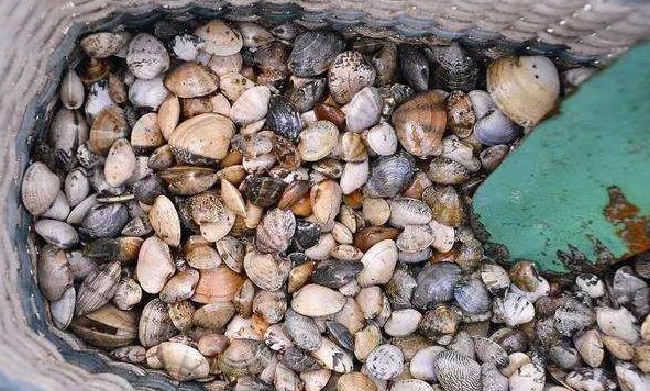 野味|海边这种野味以前能捡一麻袋,如今吃的人越来越多,需靠人工养殖