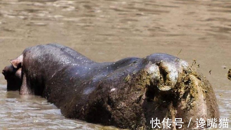 |自然界的“笑话”:每年有成千上万的鱼群,被河马粪便活活憋死?
