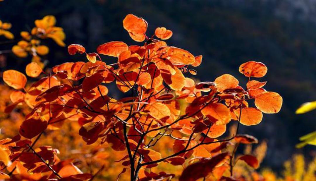 杨万里的这首七绝《红叶》,有着淡淡的忧伤,通篇写得很有韵味!