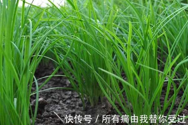 韭菜要想长的壮，掌握这2个小技巧，韭菜一茬更比一茬旺！