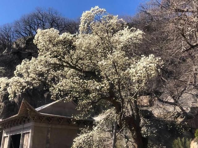 藏不住了！长三角的这个地方，开出了上海“市花”之王