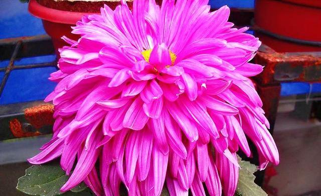 喜欢菊花,就养“菊中珍品”牡丹红,花型丰满,富贵华美