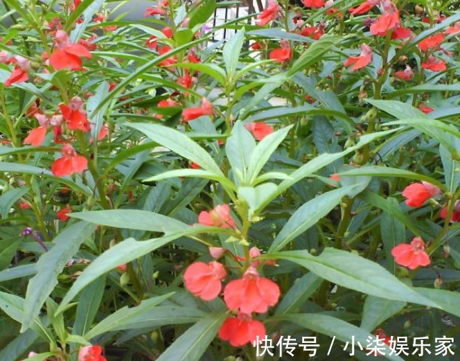 活血通经|农村无人问津的野花,泡酒喝能祛风除湿,活血通经,早看早知道