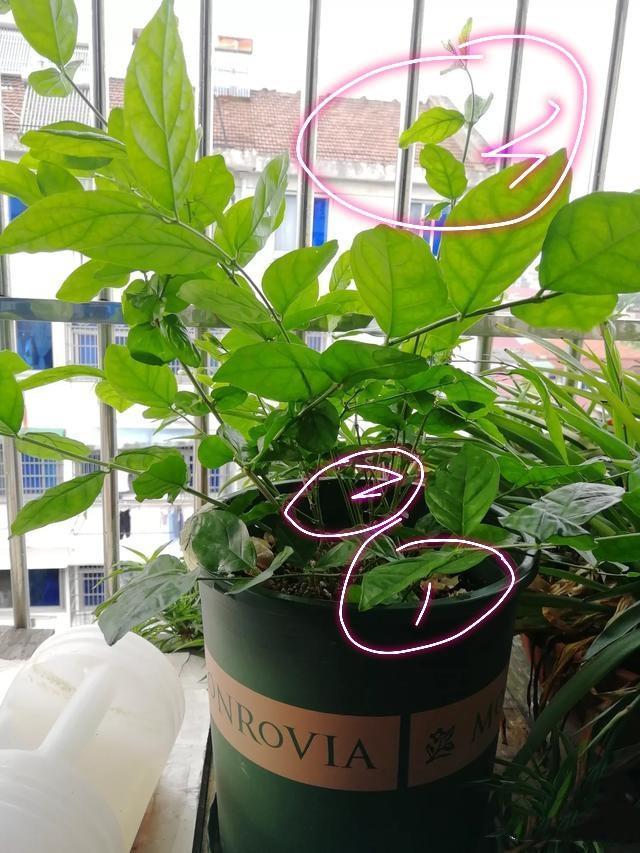 茉莉花徒长不开花老花匠新招数,修修剪,转转花盆,开花真不难