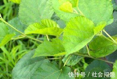 洗头|白发别再染了,拿它用来洗头,半个月下来,头发乌黑又亮丽