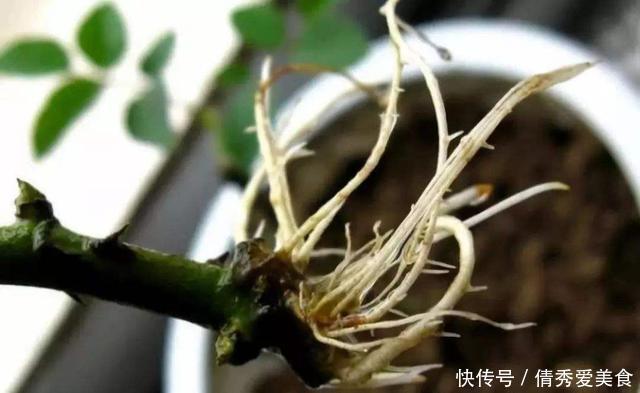 “生根剂”还需要买？路边捡点，直接扔盆里，30天就能看白根！