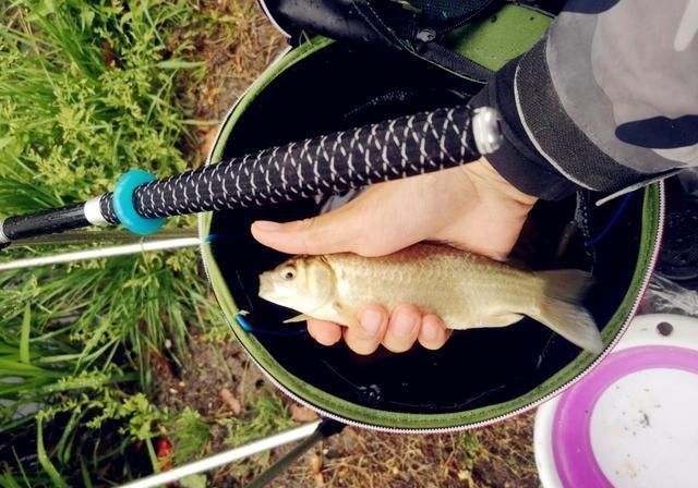 鲢鳙|野钓大半辈子,竟然才知道诱鱼最管用的方法,你尝试过了吗