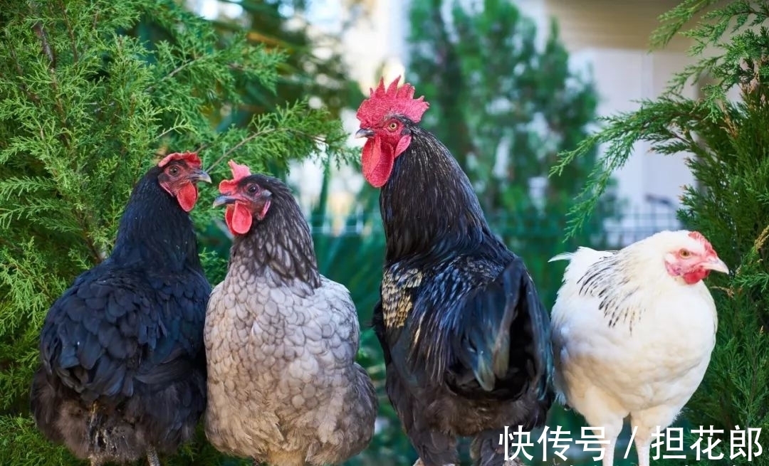 翻盘|未来三个月，属鸡的朋友会有好机缘，抓住机会能够翻盘