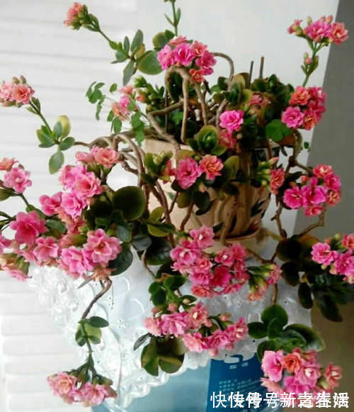 养“长寿花”3年变老桩,窜成“巨无霸”,开成大花球,美!