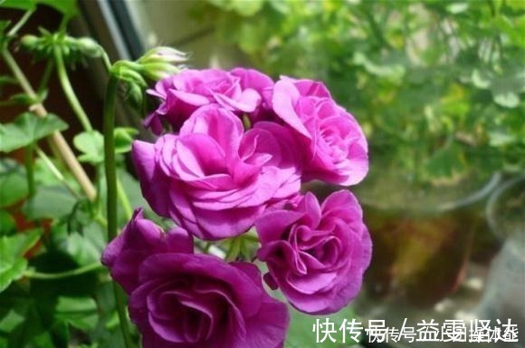 天竺葵|此“花”一年开花好几次,花朵漂亮似玫瑰,养在阳台路人都夸美!