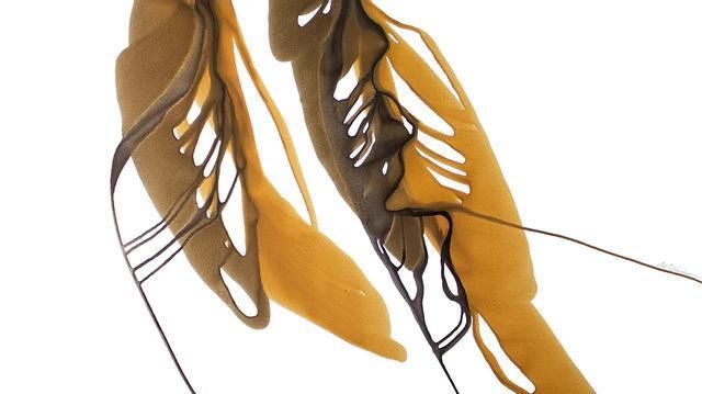 乌克兰|乌克兰艺术家安东·索科洛夫的水、彩画