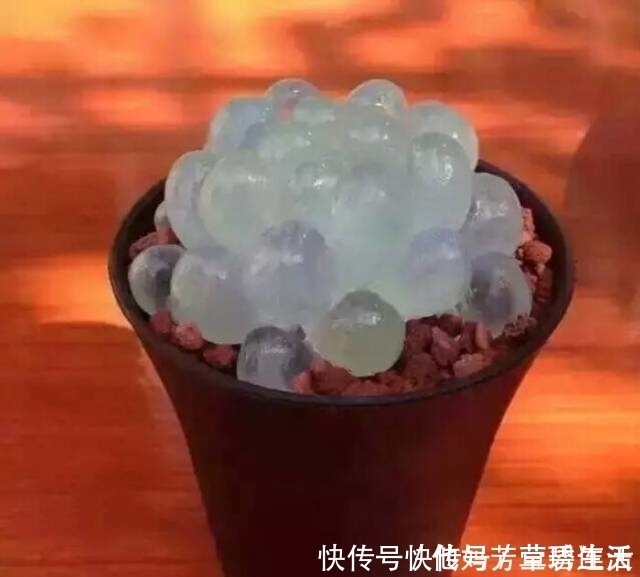 多肉|这个小盆栽居然卖600多万,快看看你家有没有!