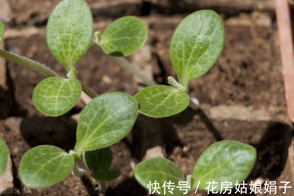 花友们|给花儿经常喂点这4种药水，花儿10年不烂根，新芽蹭蹭往上冒