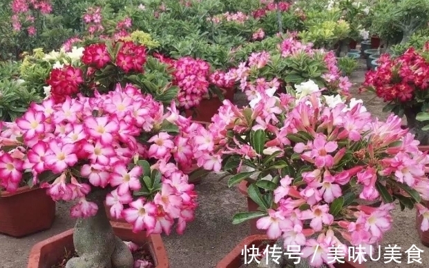 漂亮|夏季养沙漠玫瑰,不用多操心,做好这3点开花多又漂亮