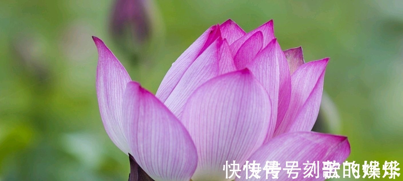 秋声!深秋的枯荷有多美,王瀚的《题败荷》,孤怀落拓的情绪尽在笔端