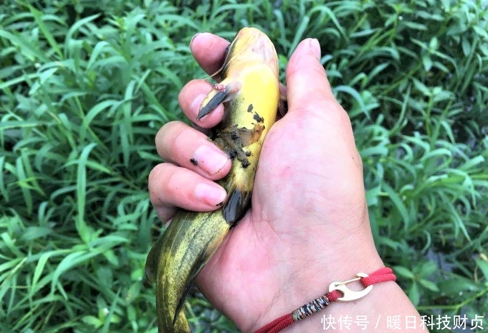 鱼类|夏天下暴雨，水变浑浊怎样钓鱼？注意几个方面细节，大鱼爆竿不停