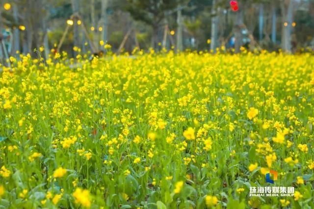 太养眼！茶花廊道、波斯菊花海、勒杜鹃廊道…海天公园上新啦