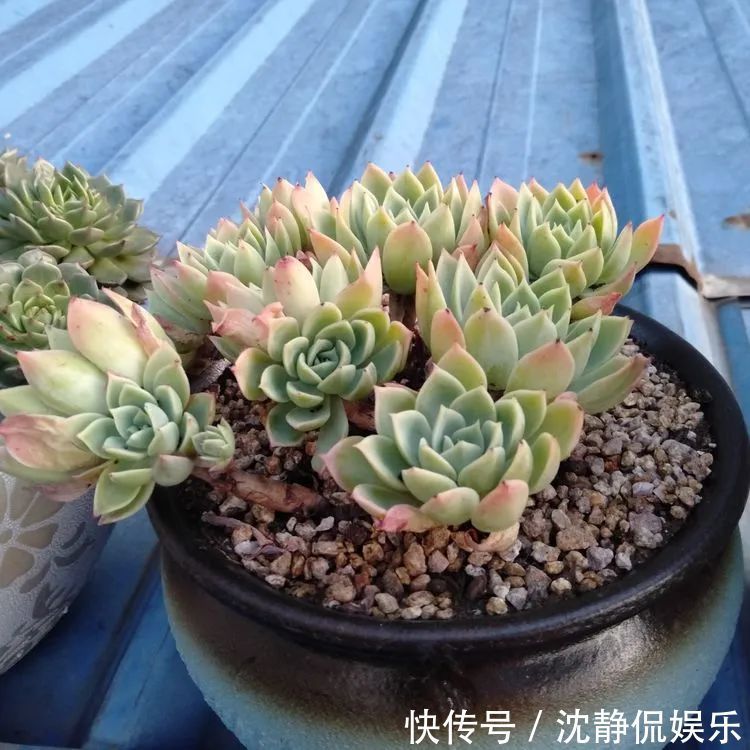 昂斯诺|一直都养不活花,直到遇见了多肉!只要用心,就能变美!