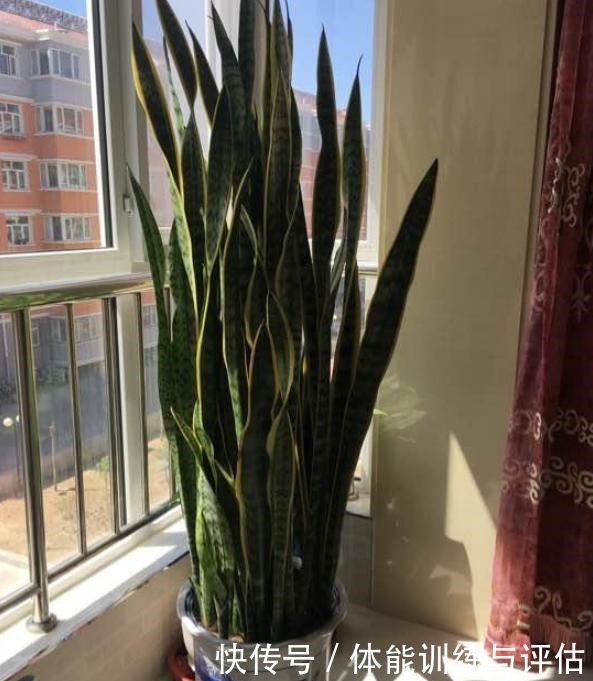 养花别再用自制肥，制作耗时还难闻，用上它养啥都爆满盆！