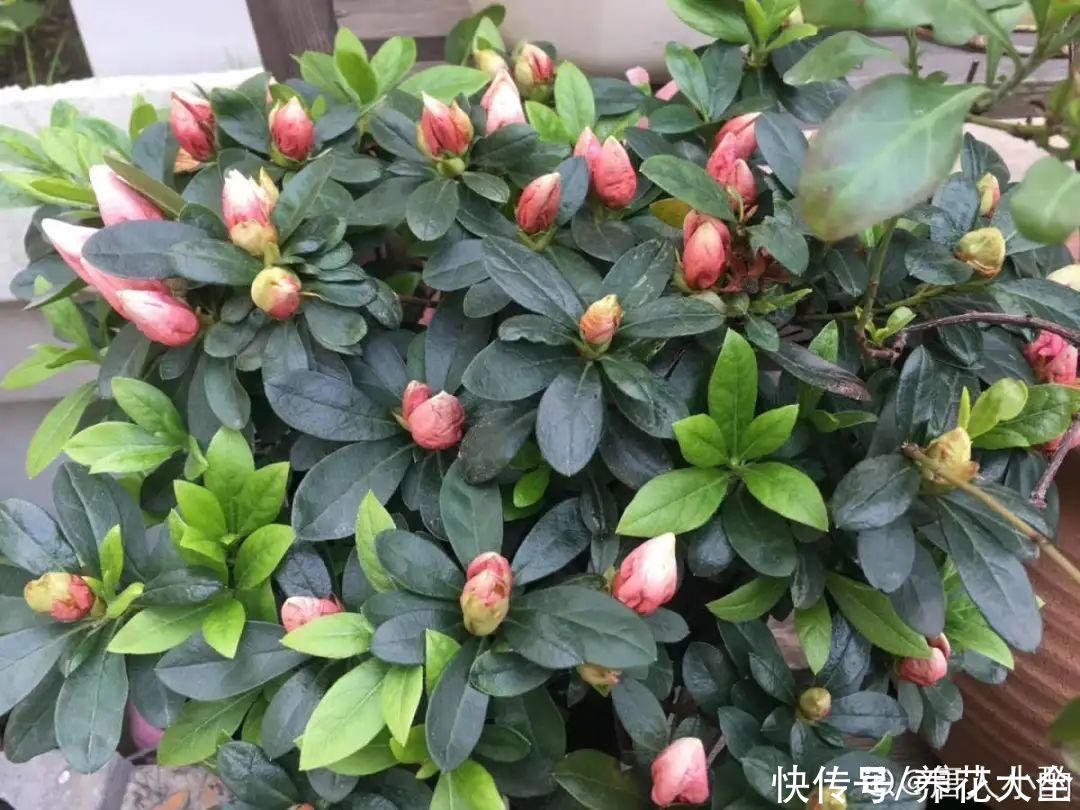  掉花苞|花还没开，花苞掉了一地，再不管就完了