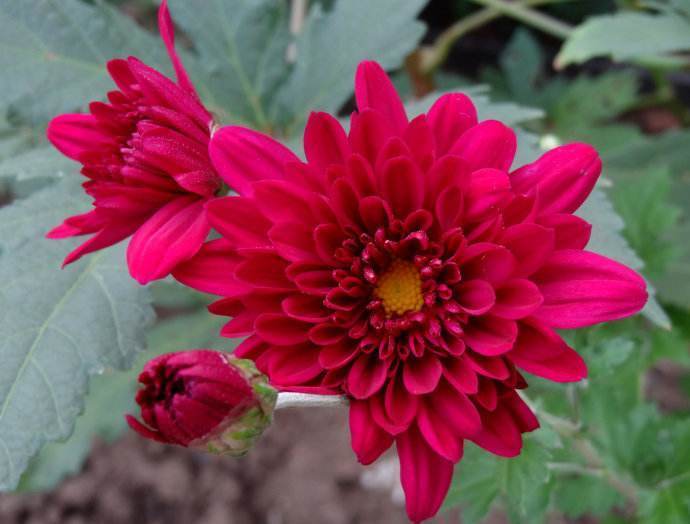 夏天必养的3种花,热不死晒不伤,三伏天必养,越热开得越灿烂