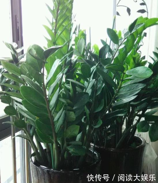 养金钱树，浇水多了会黄叶错！黄叶是有“原因”的！