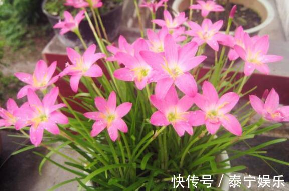 喜欢养花,不如养盆风雨兰,开花爆盆,开出小花园