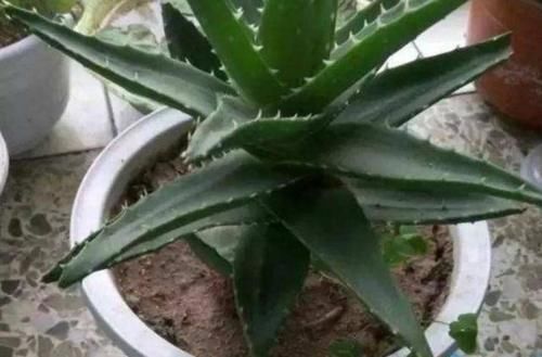 养花担心土里“藏”虫，就先学会这几招，给它们消消毒