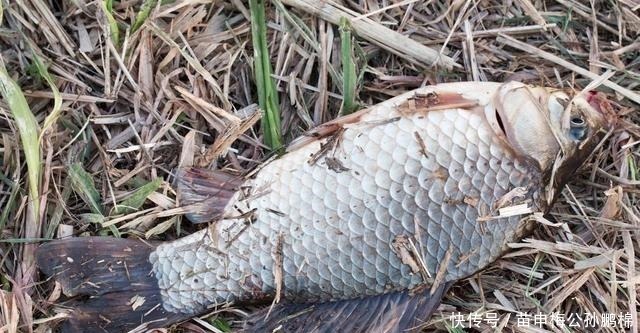 钓鲫鱼用酒米打窝其实是在浪费窝料