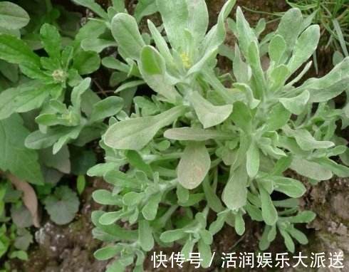 清明节|农村一种野草,人称“草中燕窝”,营养高、味道好,常做饼吃