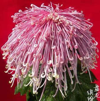 喜欢菊花，不如养盆“菊中珍品”盘龙缤纷，霞光四射，缤纷多姿