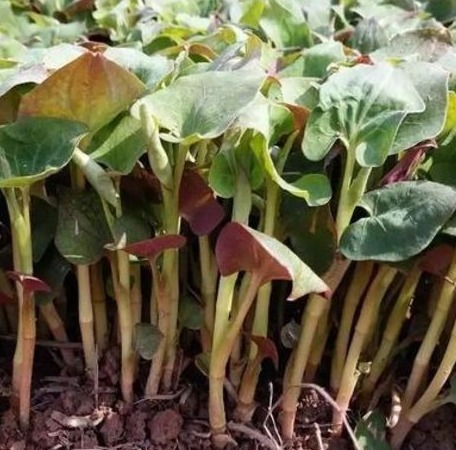 罗医生|适合女性吃的“不老菜”，清热解毒祛湿，远离女性妇科问题