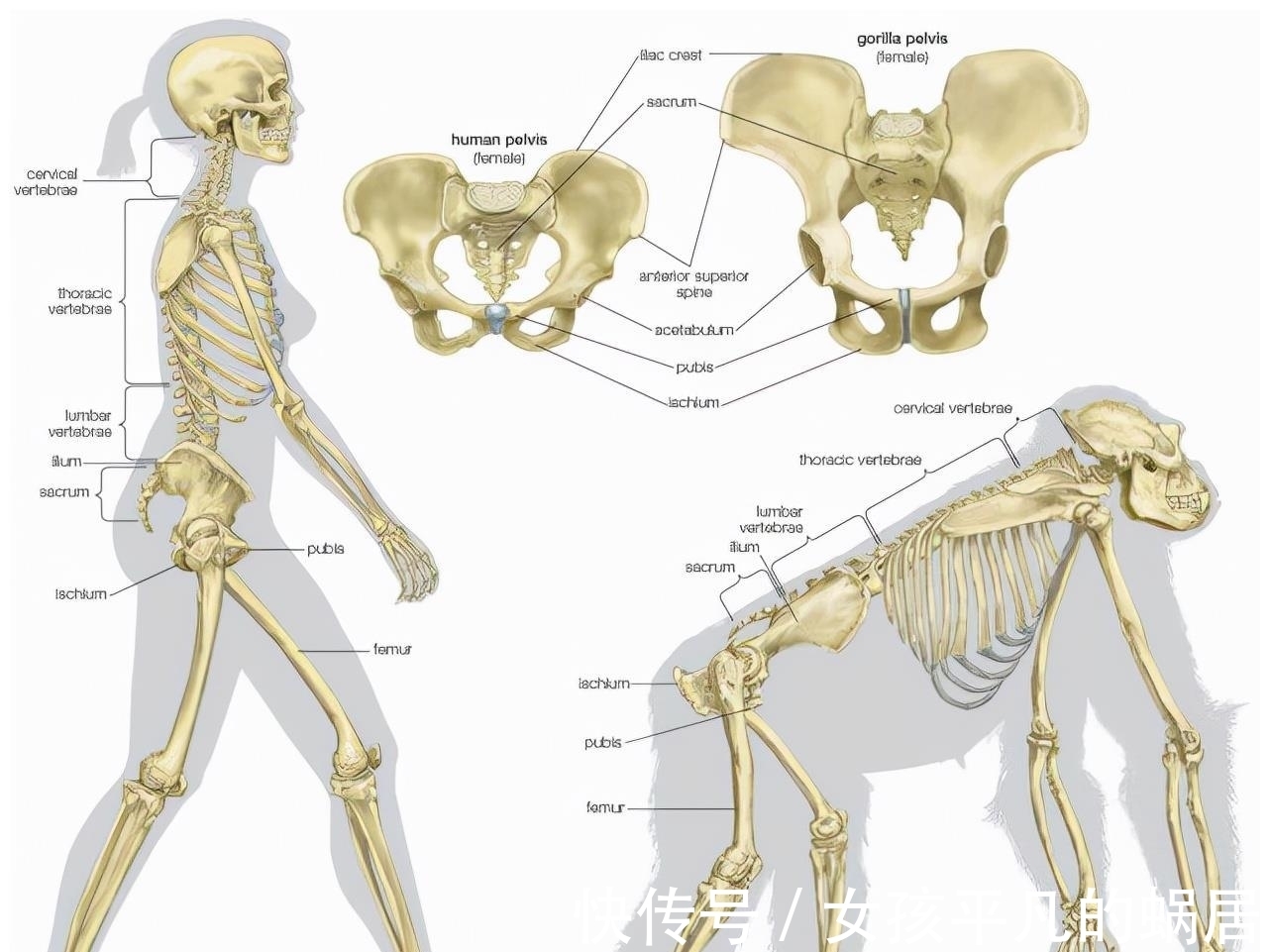 进化|为何动物生育后代如此轻松,而人类分娩时却疼得那么撕心裂肺?