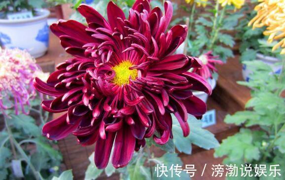 客厅摆菊花选“点降唇”开花一朵“三色”超美，养一盆很值得