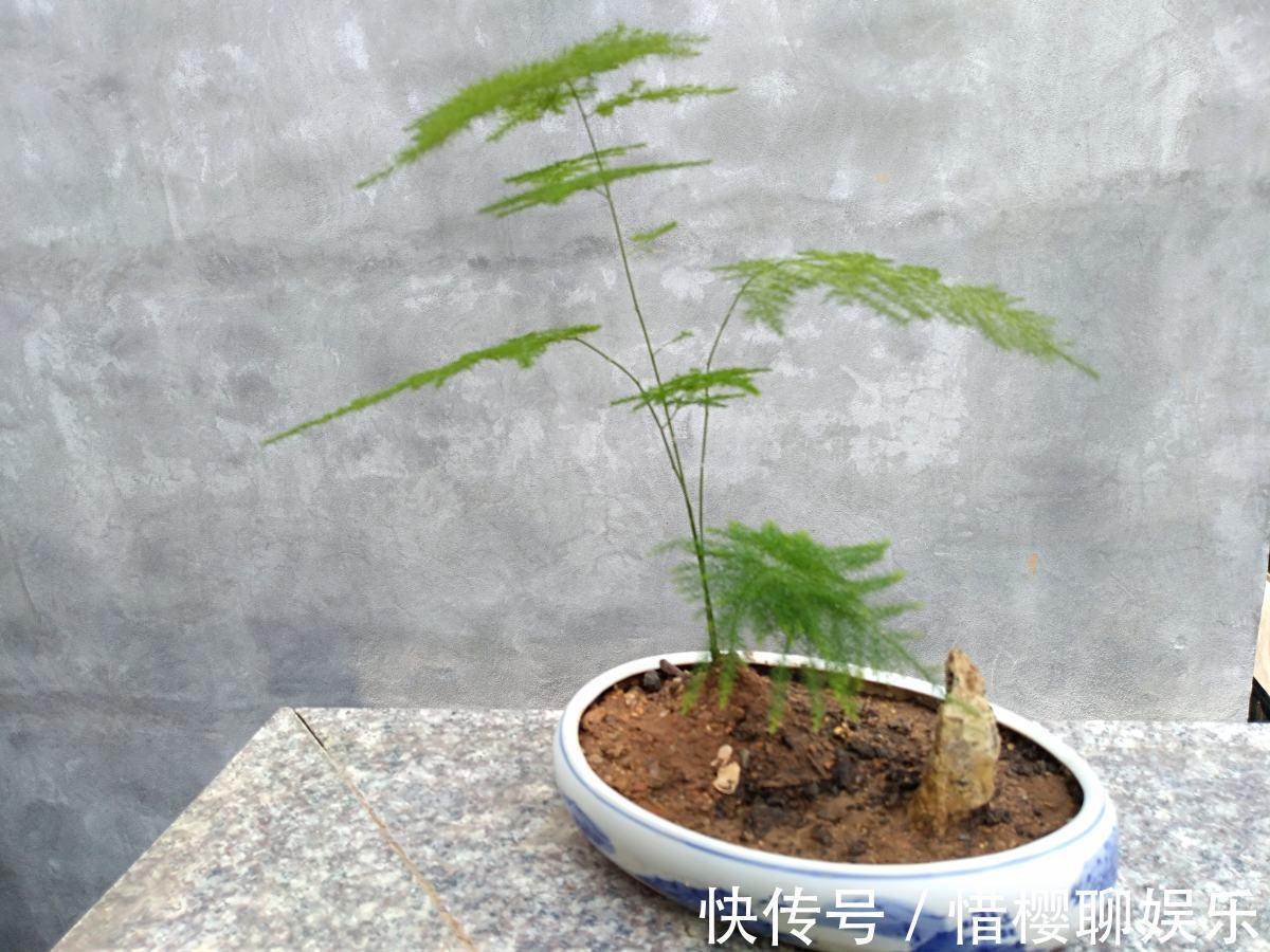 根部|文竹养着养着就黄叶浇水浇对了,叶子常年绿油油!