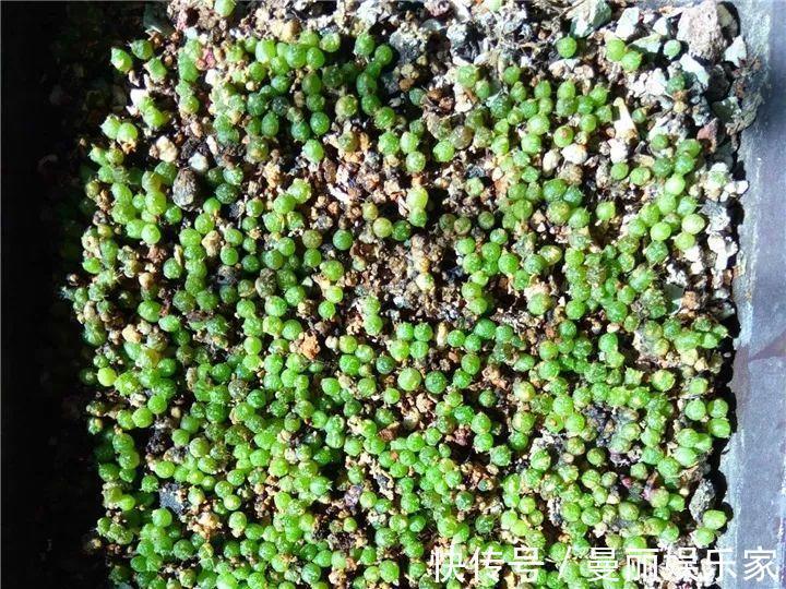雄蕊|3种花不用“扦插”，花开完等俩月，半年变成“养花大户”！