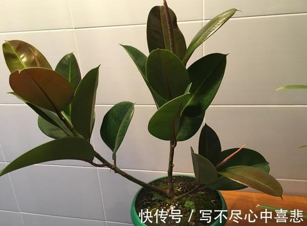 陶冶性情盆栽这5款植物,观赏价值高,新手都能轻松养活