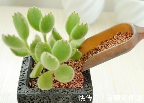 黑云母|这种养花好料知道的人很少,土里加一点透气又保温,扦插时也有用