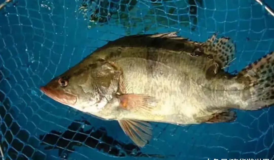 美味|国内最“美味”的5种鱼,你吃过几种?全吃过的不是土豪就是渔民