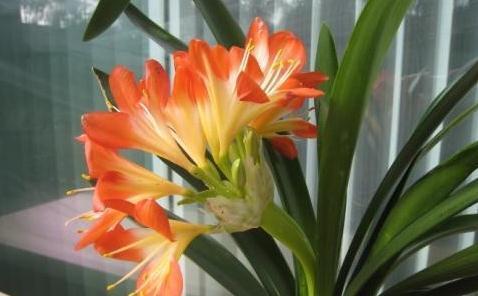 君子兰盆里扔2种垃圾,做好2点,度夏更轻松