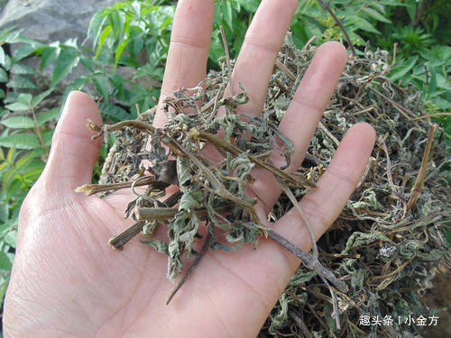 本草纲目|更年期第一方,潮热、盗汗、头晕、耳鸣、腰痛,2味药完美解决!