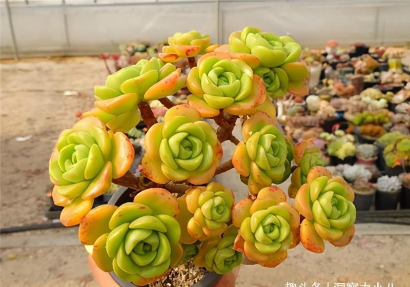 这“三多肉”入冬就开挂,叶片自带“香气”,遇水疯长憋成小老桩